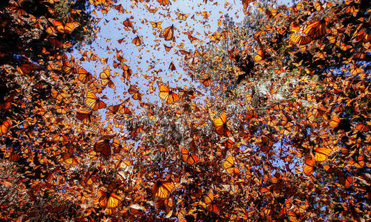 Monarch Butterflies: A Bridge Between Worlds on Dia de los Muertos